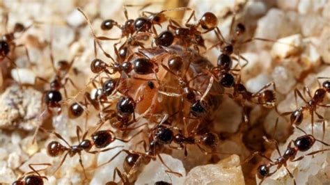 ant cum|Animal Sex: How Ants Do It